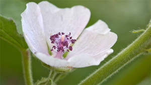 Guimauves - Althaea officinalis Guimauves - Althaea officinalis