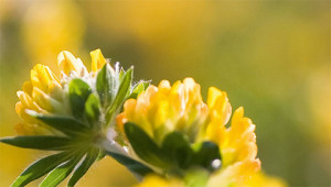 Tréfle - Anthyllis vulneraria Tréfle - Anthyllis vulneraria