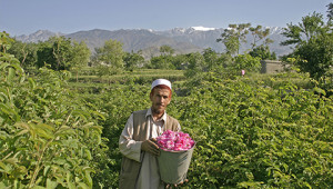 Essence huile de rose d'Afghanistan Dr. Hauschka Essence huile de rose d'Afghanistan Dr. Hauschka