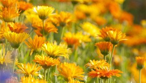 Souci - Calendula officinalis Souci - Calendula officinalis