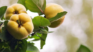 Quince - Cydonia oblonga Quince - Cydonia oblonga