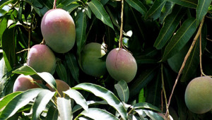 Beurre de Mangue de l'Inde Dr. Hauschka Beurre de Mangue de l'Inde Dr. Hauschka