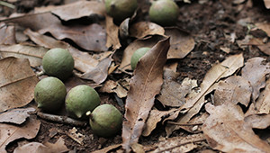 Noix macadamia du Kenya Dr. Hauschka Noix macadamia du Kenya Dr. Hauschka