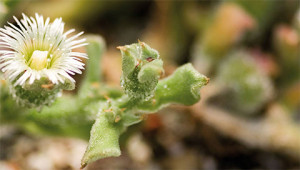 Ice plant - Mesembryanthemum crystallinum Ice plant - Mesembryanthemum crystallinum