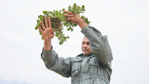 Plante de glace d'Afrique du Sud Dr. Hauschka Plante de glace d'Afrique du Sud Dr. Hauschka