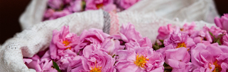 Dr. Hauschka valeurs: rose damas