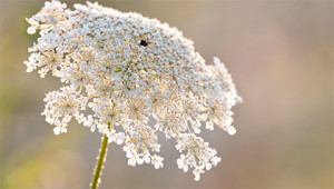 Carotte sauvage - Daucus carota Carotte sauvage - Daucus carota