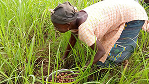 Le beurre de karité du Burkina Faso Dr. Hauschka Le beurre de karité du Burkina Faso Dr. Hauschka