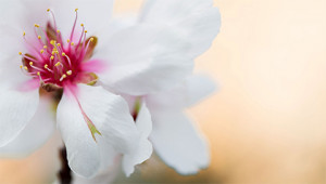 Amande - Prunus dulcis Amande - Prunus dulcis