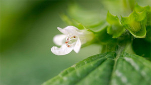 Mélisse - Melissa officinalis Mélisse - Melissa officinalis