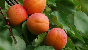 Abricot - Prunus armeniaca