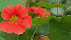 Capucine - Tropaeolum majus Capucine - Tropaeolum majus